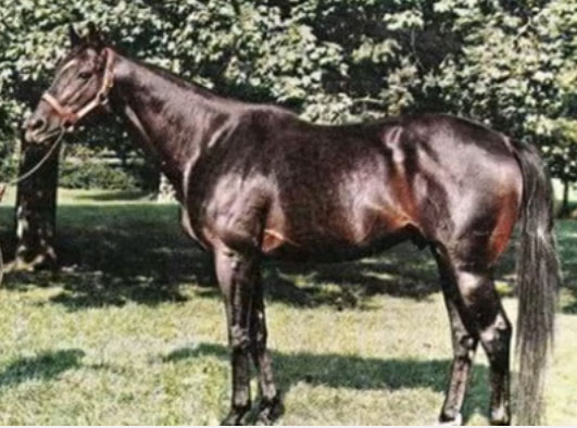 Bold Ruler Race Horse